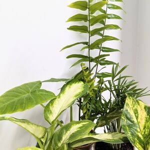 A Dozen Cuttings For Terrarium Houseplant Collection.With Labels And Care Guides